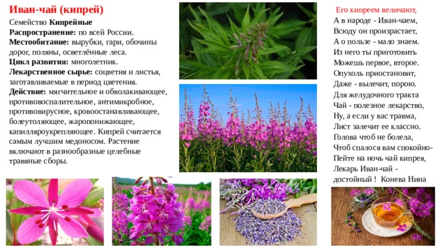  Иван-чай (кипрей)     Его кипреем величают,  А в народе - Иван-чаем,  Всюду он произрастает,  А о пользе - мало знаем.  Из него ты приготовить  Можешь первое, второе.  Опухоль приостановит,  Даже - вылечит, порою.  Для желудочного тракта  Чай - полезное лекарство,  Ну, а если у вас травма,  Лист залечит ее классно.  Голова чтоб не болела,  Чтоб спалося вам спокойно-  Пейте на ночь чай кипрея,  Лекарь Иван-чай - достойный ! Конева Нина Семейство Кипрейные Распространение:  по всей России. Местообитание:  вырубки, гари, обочины дорог, поляны, осветлённые леса. Цикл развития:  многолетник. Лекарственное сырье:  соцветия и листья, заготавливаемые в период цветения. Действие:  мягчительное и обволакивающее, противовоспалительное, антимикробное, противовирусное, кровоостанавливающее, болеутоляющее, жаропонижающее, капилляроукрепляющее.  Кипрей считается самым лучшим медоносом. Растение включают в разнообразные целебные травяные сборы.   