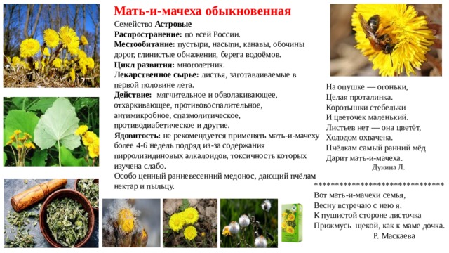   Мать-и-мачеха обыкновенная  Семейство Астровые Распространение:  по всей России. Местообитание:  пустыри, насыпи, канавы, обочины дорог, глинистые обнажения, берега водоёмов. Цикл развития:  многолетник. Лекарственное сырье:  листья, заготавливаемые в первой половине лета. Действие:  мягчительное и обволакивающее, отхаркивающее, противовоспалительное, антимикробное, спазмолитическое, противодиабетическое и другие. Ядовитость:  не рекомендуется применять мать-и-мачеху более 4-6 недель подряд из-за содержания пирролизидиновых алкалоидов, токсичность которых изучена слабо. Особо ценный ранневесенний медонос, дающий пчёлам нектар и пыльцу. На опушке — огоньки,  Целая проталинка.  Коротышки стебельки  И цветочек маленький.  Листьев нет — она цветёт,  Холодом охвачена.  Пчёлкам самый ранний мёд  Дарит мать-и-мачеха.   Дунина Л. ******************************* Вот мать-и-мачехи семья,  Весну встречаю с нею я.  К пушистой стороне листочка  Прижмусь  щекой, как к маме дочка.  Р. Маскаева   