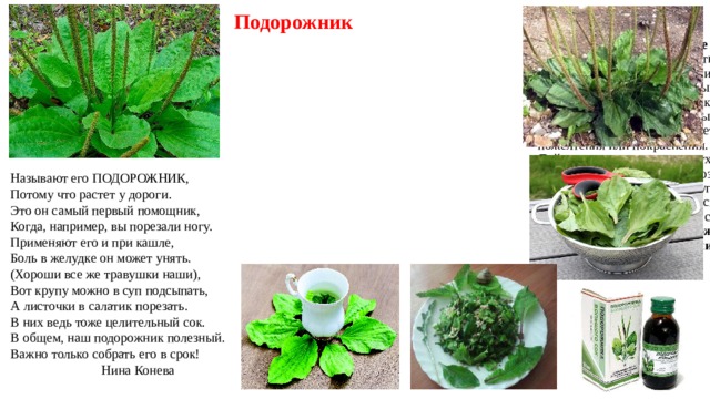  Подорожник Семейство Подорожниковые  Распространение:  повсеместно.  Местообитание:  поля, дороги, пустыри, берега водоемов, населенные пункты.  Цикл развития:  многолетник.  Лекарственное сырье:  зрелые семена, листья, заготавливаемые во время цветения, до начала пожелтения или покраснения.  Действие:  тонизирующее, отхаркивающее, противовоспалительное, ранозаживляющее, кровоостанавливающее и другие.  Молодые листья съедобны, используются для приготовления зеленых щей, супов, салатов .  Некоторые из видов подорожника являются занесенными в Красную книгу. Называют его ПОДОРОЖНИК,  Потому что растет у дороги.  Это он самый первый помощник,  Когда, например, вы порезали ногу.  Применяют его и при кашле,  Боль в желудке он может унять.  (Хороши все же травушки наши),  Вот крупу можно в суп подсыпать,  А листочки в салатик порезать.  В них ведь тоже целительный сок.  В общем, наш подорожник полезный.  Важно только собрать его в срок!  Нина Конева 