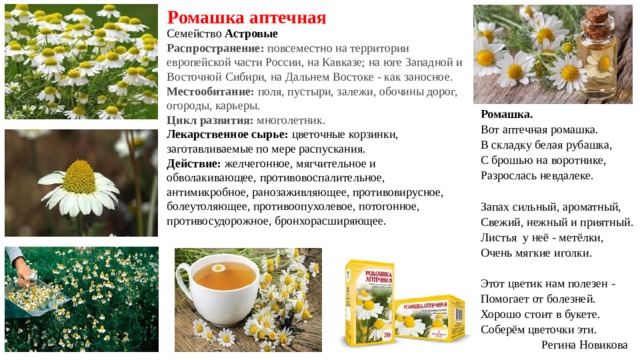  Ромашка аптечная Семейство Астровые  Распространение:  повсеместно на территории европейской части России, на Кавказе; на юге Западной и Восточной Сибири, на Дальнем Востоке - как заносное. Местообитание:  поля, пустыри, залежи, обочины дорог, огороды, карьеры. Цикл развития:  многолетник. Лекарственное сырье:  цветочные корзинки, заготавливаемые по мере распускания. Действие:  желчегонное, мягчительное и обволакивающее, противовоспалительное, антимикробное, ранозаживляющее, противовирусное, болеутоляющее, противоопухолевое, потогонное, противосудорожное, бронхорасширяющее. Ромашка. Вот аптечная ромашка. В складку белая рубашка,  С брошью на воротнике, Разрослась невдалеке.   Запах сильный, ароматный, Свежий, нежный и приятный. Листья  у неё - метёлки, Очень мягкие иголки.   Этот цветик нам полезен - Помогает от болезней. Хорошо стоит в букете. Соберём цветочки эти.  Регина Новикова 