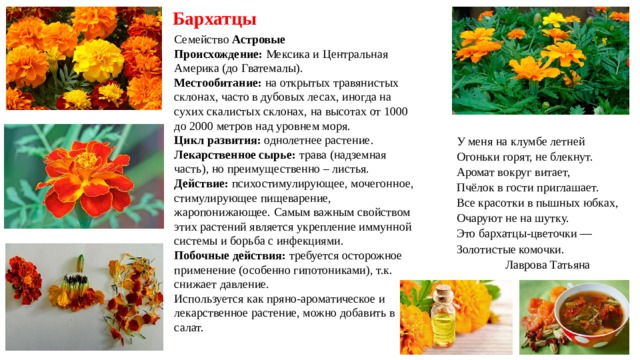  Бархатцы Семейство  Астровые Происхождение: Мексика и Центральная Америка (до Гватемалы). Местообитание: на открытых травянистых склонах, часто в дубовых лесах, иногда на сухих скалистых склонах, на высотах от 1000 до 2000 метров над уровнем моря. Цикл развития:  однолетнее растение. Лекарственное сырье:  трава (надземная часть), но преимущественно – листья. Действие:  психостимулирующее, мочегонное, стимулирующее пищеварение, жаропонижающее. Самым важным свойством этих растений является укрепление иммунной системы и борьба с инфекциями.  Побочные действия:  требуется осторожное применение (особенно гипотониками), т.к. снижает давление. Используется как пряно-ароматическое и лекарственное растение, можно добавить в салат. У меня на клумбе летней  Огоньки горят, не блекнут.  Аромат вокруг витает,  Пчёлок в гости приглашает. Все красотки в пышных юбках,  Очаруют не на шутку.  Это бархатцы-цветочки —  Золотистые комочки.  Лаврова Татьяна 
