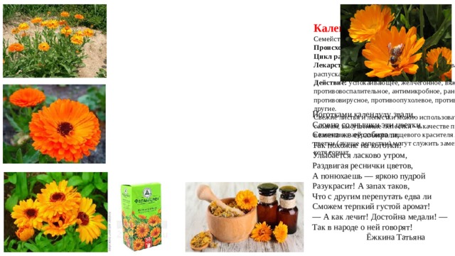  Календула лекарственная  Семейство:  Сложноцветные  Происхождение: Средиземноморье.  Цикл развития:  однолетнее растение.  Лекарственное сырье:  соцветия, заготавливаемые по мере распускания в течение лета.  Действие:  успокаивающее, желчегонное, вяжущее, противовоспалительное, антимикробное, ранозаживляющее, противовирусное, противоопухолевое, противоотечное и другие.  Свежие листья и лепестки можно использовать как добавку к салатам, высушенные лепестки - в качестве пряности к рису, в качестве натурального пищевого красителя желтого цвета;  цветки (лучше лепестки) могут служить заменителем чая, хотя горчат.    Ноготками календулу звали,  Словно солнышки эти цветки,  Семена же её собирали,  Так похожие на коготки! Улыбается ласково утром,  Раздвигая реснички цветов,  А понюхаешь — яркою пудрой  Разукрасит! А запах таков, Что с другим перепутать едва ли  Сможем терпкий густой аромат!  — А как лечит! Достойна медали! —  Так в народе о ней говорят!  Ёжкина Татьяна 