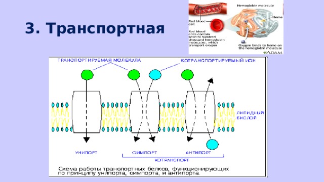 3. Транспортная 