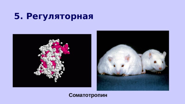 5. Регуляторная Соматотропин 