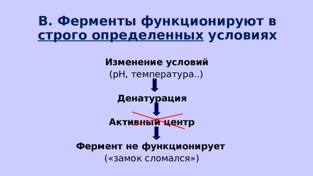 В. Ферменты функционируют в строго определенных условиях  Изменение условий   (рН, температура..) Денатурация  Активный центр  Фермент не функционирует  («замок сломался») 