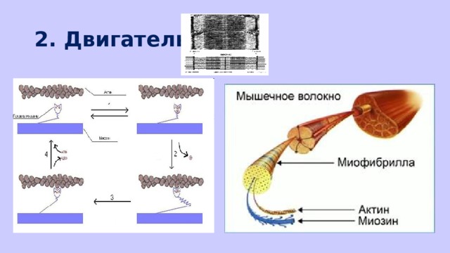 2. Двигательная 