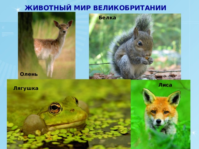 ЖИВОТНЫЙ МИР ВЕЛИКОБРИТАНИИ Белка Олень  Лиса Лягушка 