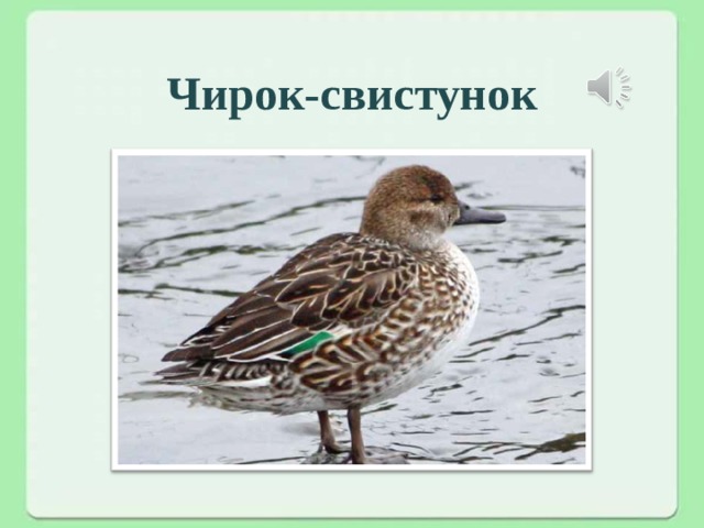 Чирок-свистунок     