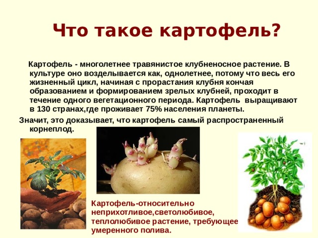 Что такое картофель?   Картофель - многолетнее травянистое клубненосное растение. В культуре оно возделывается как, однолетнее, потому что весь его жизненный цикл, начиная с прорастания клубня кончая образованием и формированием зрелых клубней, проходит в течение одного вегетационного периода. Картофель выращивают в 130 странах,где проживает 75% населения планеты. Значит, это доказывает, что картофель самый распространенный корнеплод. Картофель-относительно неприхотливое,светолюбивое, теплолюбивое растение, требующее умеренного полива.   