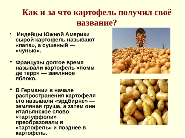 Как и за что картофель получил своё название?  Индейцы Южной Америки сырой картофель называют «папа», а сушеный — «чунью».  Французы долгое время называли картофель «помм де терр» — земляное яблоко.  В Германии в начале распространения картофеля его называли «эрдбирне» — земляная груша, а затем они итальянское слово «тартуффоли» преобразовали в «тартофель» и позднее в картофель.   