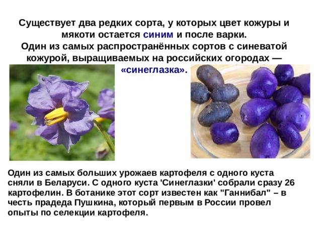 Существует два редких сорта, у которых цвет кожуры и мякоти остается синим и после варки.  Один из самых распространённых сортов с синеватой кожурой, выращиваемых на российских огородах — «синеглазка». Один из самых больших урожаев картофеля с одного куста сняли в Беларуси. С одного куста 'Синеглазки' собрали сразу 26 картофелин. В ботанике этот сорт известен как 