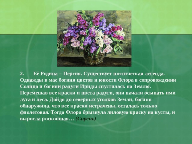 2. Её Родина – Персия. Существует поэтическая легенда. Однажды в мае богиня цветов и юности Флора в сопровождении Солнца и богини радуги Ириды спустилась на Землю. Перемешав все краски и цвета радуги, они начали осыпать ими луга и леса. Дойдя до северных уголков Земли, богиня обнаружила, что все краски истрачены, осталась только фиолетовая. Тогда Флора брызнула лиловую краску на кусты, и выросла роскошная… (Сирень) 