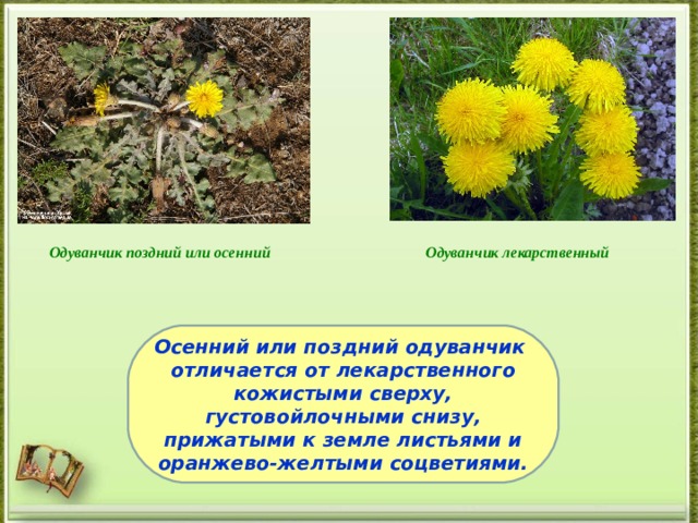 Одуванчик поздний или осенний Одуванчик лекарственный Осенний или поздний одуванчик отличается от лекарственного кожистыми сверху, густовойлочными снизу, прижатыми к земле листьями и оранжево-желтыми соцветиями.