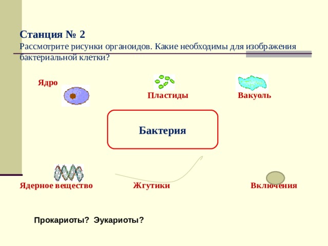 Станция № 2  Рассмотрите рисунки органоидов. Какие необходимы для изображения бактериальной клетки?    Ядро  Пластиды Вакуоль       Ядерное вещество Жгутики Включения Бактерия Прокариоты? Эукариоты?