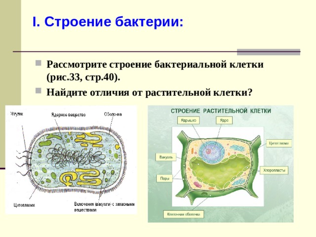 I. Строение бактерии: