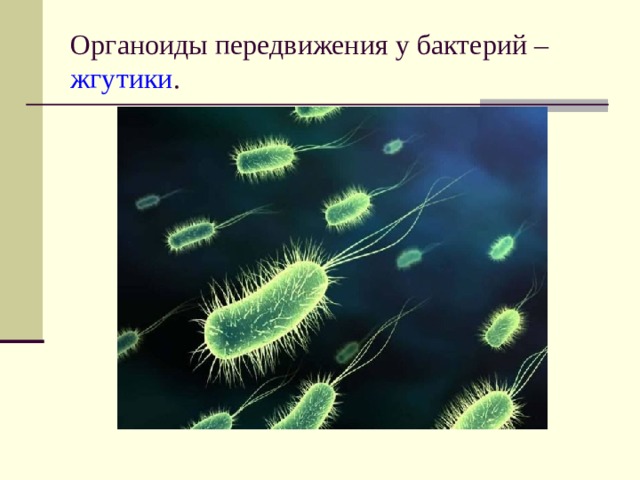 Органоиды передвижения у бактерий – жгутики .