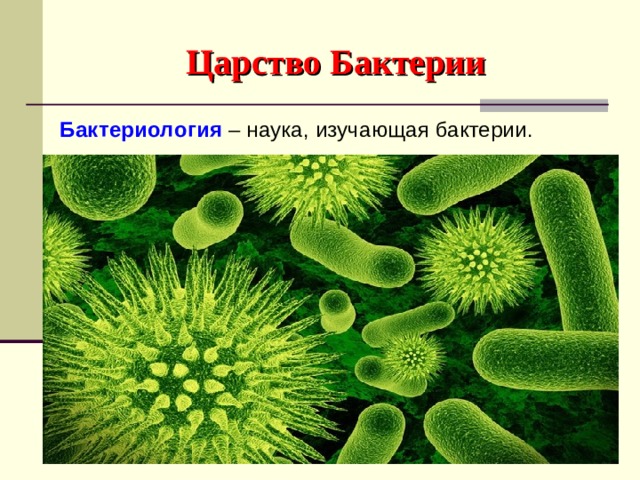 Царство Бактерии Бактериология  – наука, изучающая бактерии.