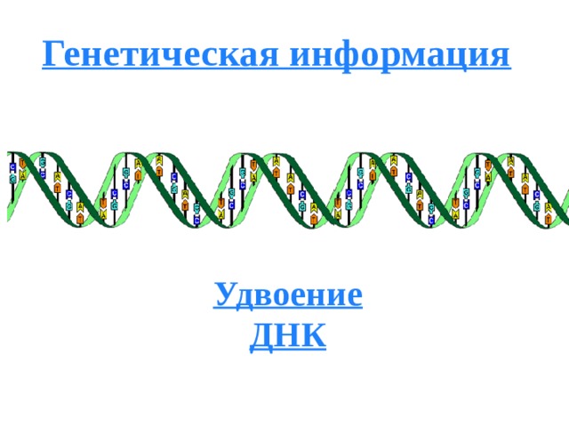 Генетическая информация  Удвоение ДНК 