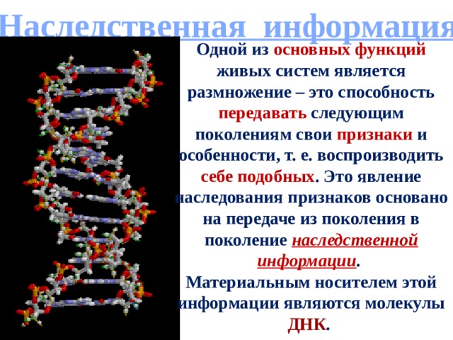Наследственная информация Одной из основных функций живых систем является размножение – это способность передавать следующим поколениям свои признаки и особенности, т. е. воспроизводить себе подобных . Это явление наследования признаков основано на передаче из поколения в поколение наследственной информации . Материальным носителем этой информации являются молекулы ДНК .  