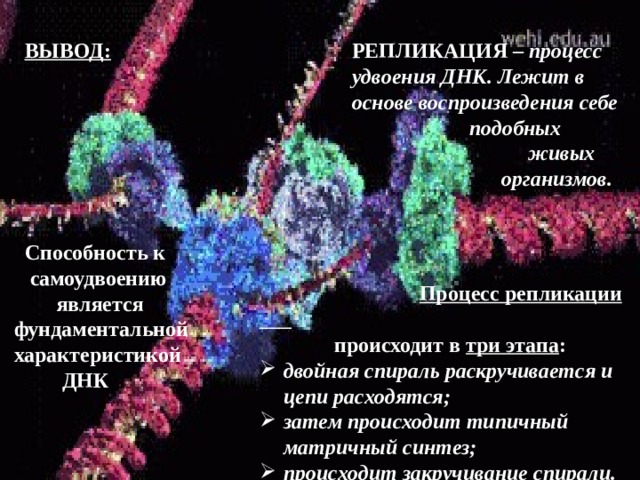 РЕПЛИКАЦИЯ – процесс удвоения ДНК. Лежит в основе воспроизведения себе ВЫВОД:  подобных  живых  организмов.  Способность к  самоудвоению  является фундаментальной характеристикой  ДНК  Процесс репликации  происходит в три этапа : двойная спираль раскручивается и цепи расходятся; затем происходит типичный матричный синтез; происходит закручивание спирали. 