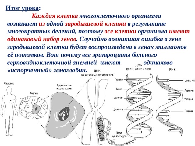 Итог урока :    Каждая клетка многоклеточного организма возникает из одной зародышевой клетки в результате многократных делений, поэтому все клетки организма имеют  одинаковый набор генов . Случайно возникшая ошибка в гене зародышевой клетки будет воспроизведена в генах миллионов её потомков. Вот почему все эритроциты больного серповидноклеточной анемией имеют одинаково «испорченный» гемоглобин. 