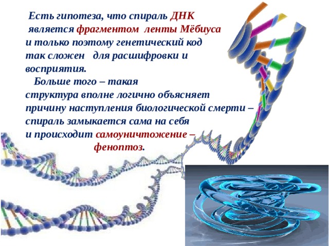  Есть гипотеза, что спираль ДНК  является фрагментом ленты Мёбиуса  и только поэтому генетический код  так сложен для расшифровки и  восприятия.  Больше того – такая  структура вполне логично объясняет  причину наступления биологической смерти –  спираль замыкается сама на себя  и происходит самоуничтожение –  феноптоз . 