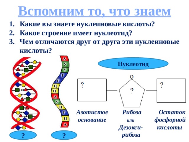Вспомним то, что знаем Какие вы знаете нуклеиновые кислоты? Какое строение имеет нуклеотид? Чем отличаются друг от друга эти нуклеиновые кислоты? Нуклеотид Азотистое Рибоза Остаток  основание или фосфорной  Дезокси- кислоты  рибоза ? ? 