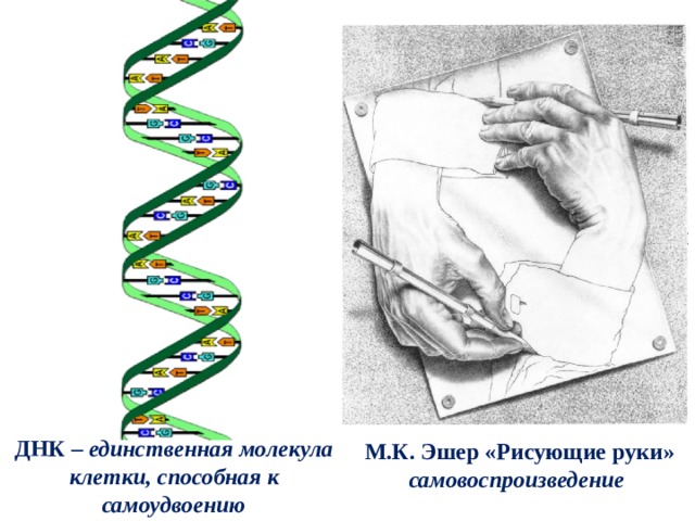 ДНК – единственная молекула клетки, способная к самоудвоению М.К. Эшер «Рисующие руки» самовоспроизведение  
