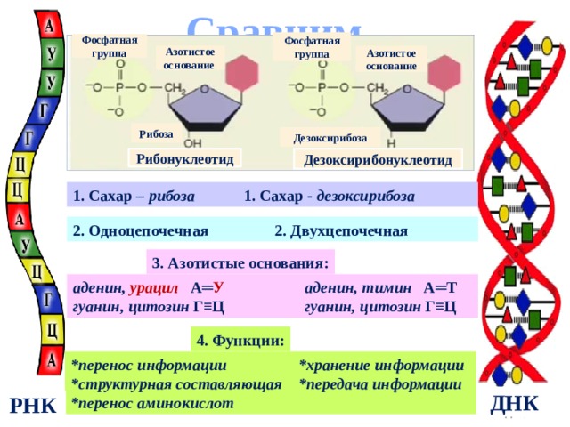 Сравним Фосфатная группа Фосфатная группа Азотистое основание Азотистое основание Рибоза Дезоксирибоза Дезоксирибонуклеотид Рибонуклеотид 1. Сахар – рибоза   1. Сахар - дезоксирибоза 2. Одноцепочечная  2. Двухцепочечная 3. Азотистые основания: аденин, урацил А═ У  аденин, тимин А═Т гуанин, цитозин Г≡Ц гуанин, цитозин Г≡Ц 4. Функции: *перенос информации *хранение информации *структурная составляющая *передача информации *перенос аминокислот ДНК РНК 