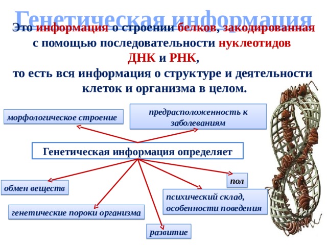 Генетическая информация Это информация о строении белков , закодированная с помощью последовательности нуклеотидов ДНК и РНК ,  то есть вся информация о структуре и деятельности  клеток и организма в целом. предрасположенность к заболеваниям морфологическое строение Генетическая информация определяет пол обмен веществ психический склад, особенности поведения генетические пороки организма развитие 