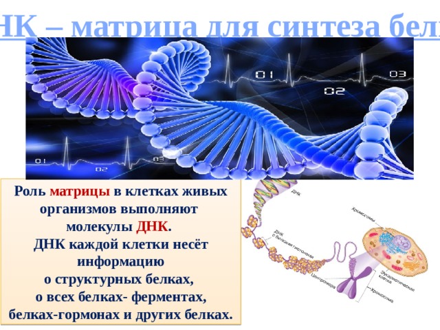  ДНК – матрица для синтеза белков Роль матрицы в клетках живых организмов выполняют молекулы ДНК . ДНК каждой клетки несёт информацию о структурных белках, о всех белках- ферментах, белках-гормонах и других белках. 