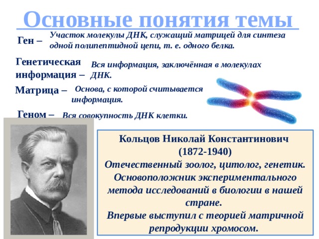  Основные понятия темы Участок молекулы ДНК, служащий матрицей для синтеза одной полипептидной цепи, т. е. одного белка. Ген – Генетическая информация – Вся информация, заключённая в молекулах ДНК.  Основа, с которой считывается Матрица –  информация. Геном –  Вся совокупность ДНК клетки. Кольцов Николай Константинович (1872-1940) Отечественный зоолог, цитолог, генетик. Основоположник экспериментального метода исследований в биологии в нашей стране. Впервые выступил с теорией матричной репродукции хромосом. 