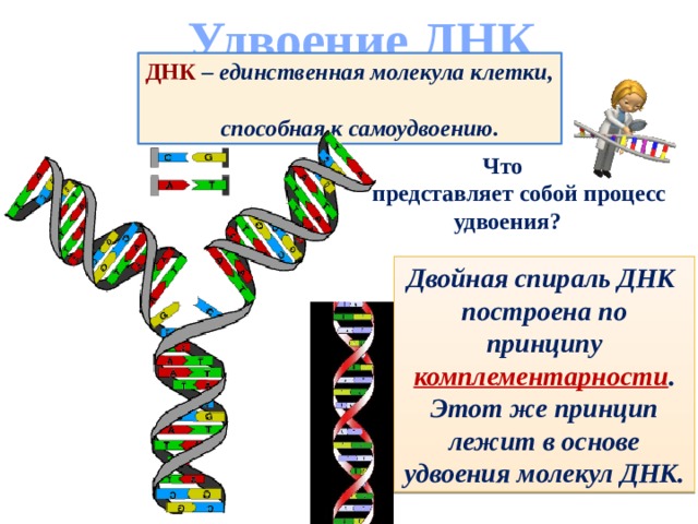 Удвоение ДНК ДНК – единственная молекула клетки,  способная к самоудвоению.  Что представляет собой процесс  удвоения? Двойная спираль ДНК построена по принципу комплементарности . Этот же принцип лежит в основе удвоения молекул ДНК. 