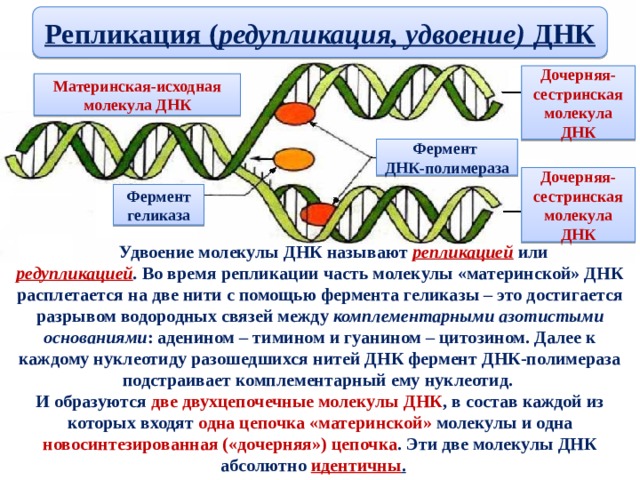 Репликация ( редупликация, удвоение) ДНК Дочерняя-сестринская молекула ДНК Материнская-исходная молекула ДНК Фермент ДНК-полимераза Дочерняя-сестринская молекула ДНК Фермент геликаза  Удвоение молекулы ДНК называют репликацией  или редупликацией . Во время репликации часть молекулы «материнской» ДНК расплетается на две нити с помощью фермента геликазы – это достигается разрывом водородных связей между комплементарными  азотистыми основаниями : аденином – тимином и гуанином – цитозином. Далее к каждому нуклеотиду разошедшихся нитей ДНК фермент ДНК-полимераза подстраивает комплементарный ему нуклеотид. И образуются две двухцепочечные молекулы ДНК , в состав каждой из которых входят одна цепочка «материнской» молекулы  и одна новосинтезированная («дочерняя») цепочка . Эти две молекулы ДНК абсолютно идентичны .   