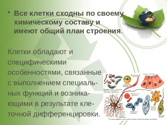 Все клетки сходны по своему химическому составу и имеют общий план строения . Клетки обладают и специфическими особенностями, связанные с выполнением специаль- ных функций и возника- ющими в результате кле- точной дифференцировки. 