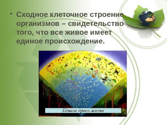 Сходное клеточное строение организмов – свидетельство того, что все живое имеет единое происхождение. 