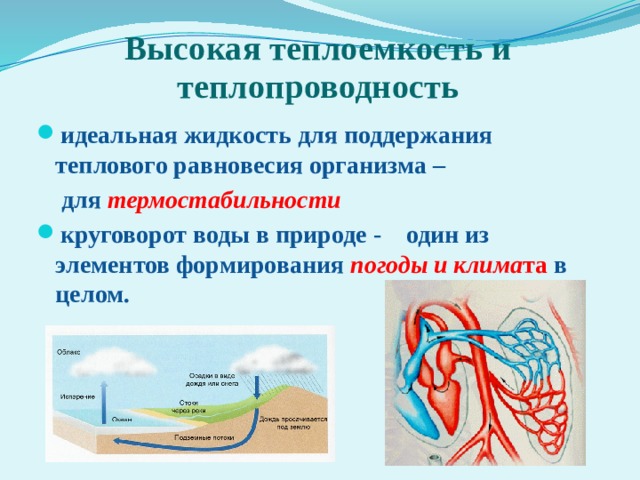 Высокая теплоемкость и теплопроводность идеальная жидкость для поддержания теплового равновесия организма –  для термостабильности круговорот воды в природе - один из элементов формирования  погоды и клима та в целом. 