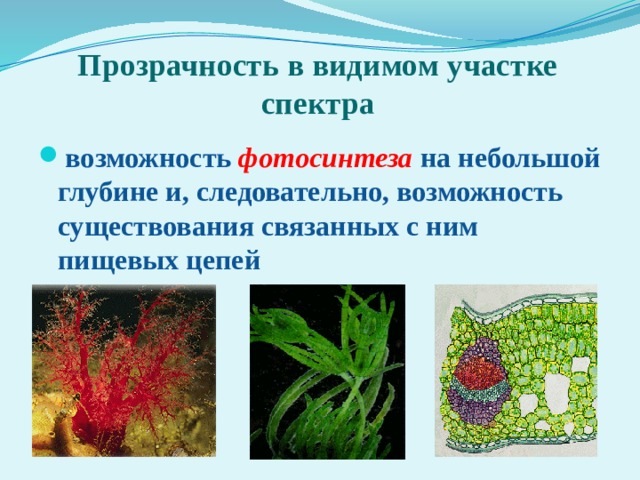Прозрачность в видимом участке спектра возможность  фотосинтеза  на небольшой глубине и, следовательно, возможность существования связанных с ним пищевых цепей 