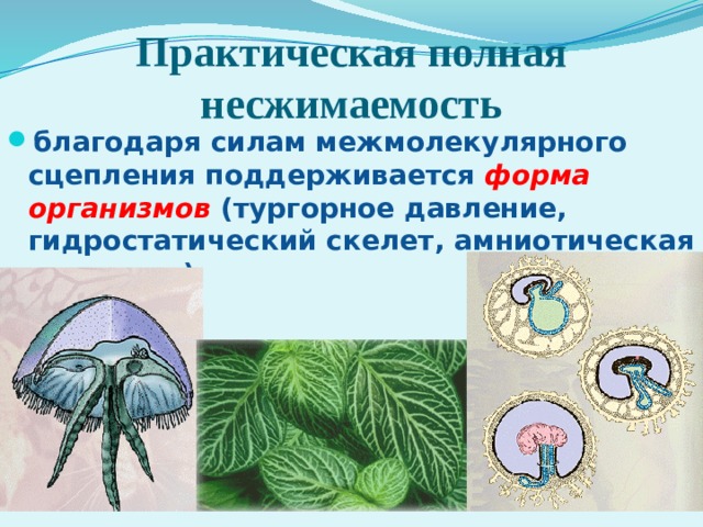 Практическая полная несжимаемость благодаря силам межмолекулярного сцепления поддерживается форма организмов  (тургорное давление, гидростатический скелет, амниотическая жидкость). 