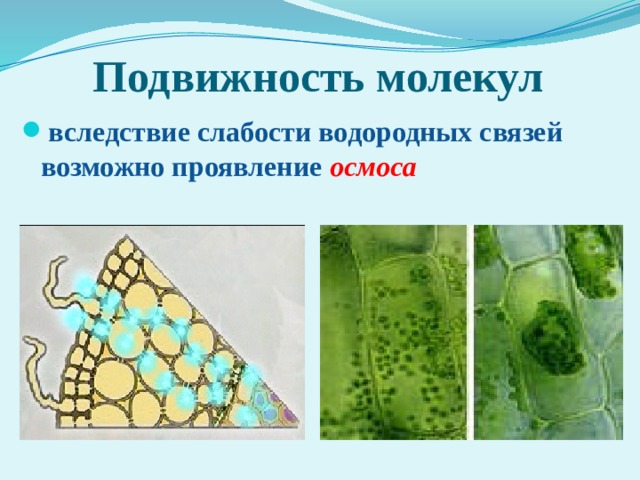 Подвижность молекул вследствие слабости водородных связей возможно проявление осмоса 