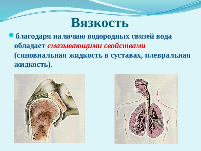 Вязкость благодаря наличию водородных связей вода обладает  смазывающими свойствами  (синовиальная жидкость в суставах, плевральная жидкость). 