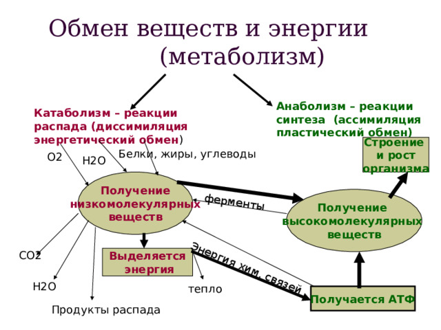 ферменты Энергия хим. связей Обмен веществ и энергии  (метаболизм) Анаболизм – реакции синтеза (ассимиляция пластический обмен) Катаболизм – реакции распада (диссимиляция энергетический обмен ) Строение и рост организма Белки, жиры, углеводы О2 Н2О Получение низкомолекулярных веществ Получение высокомолекулярных веществ СО2 Выделяется  энергия Н2О тепло Получается АТФ Продукты распада 