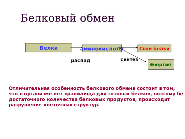 Белковый обмен Белки аминокислоты Свои белки синтез распад Энергия  Отличительная особенность белкового обмена состоит в том, что в организме нет хранилища для готовых белков, поэтому без достаточного количества белковых продуктов, происходит разрушение клеточных структур. 
