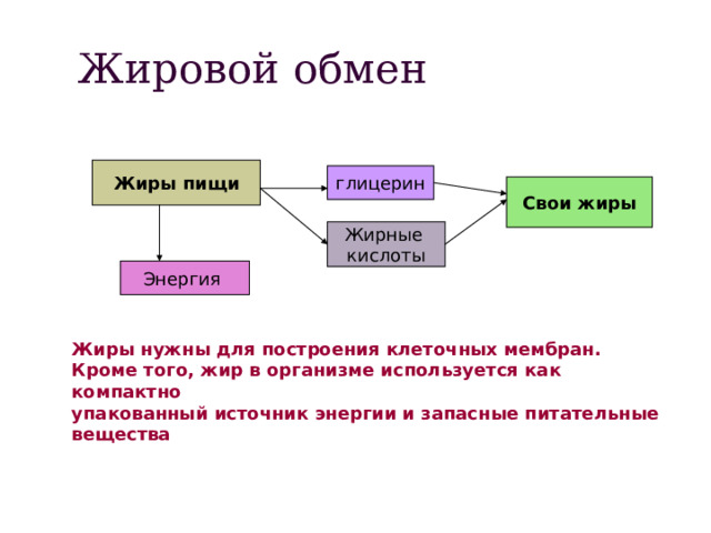 Жировой обмен Жиры пищи глицерин Свои жиры Жирные кислоты Энергия Жиры нужны для построения клеточных мембран. Кроме того, жир в организме используется как компактно упакованный источник энергии и запасные питательные вещества 