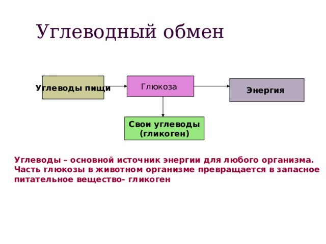 Углеводный обмен Углеводы пищи Глюкоза Энергия Свои углеводы (гликоген) Углеводы – основной источник энергии для любого организма. Часть глюкозы в животном организме превращается в запасное питательное вещество- гликоген 