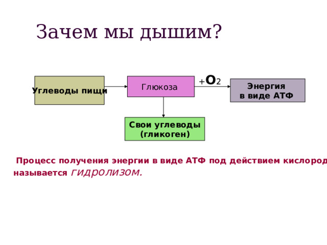 Зачем мы дышим? + О 2 Углеводы пищи Глюкоза Энергия в виде АТФ Свои углеводы (гликоген)  Процесс получения энергии в виде АТФ под действием кислорода называется гидролизом. 