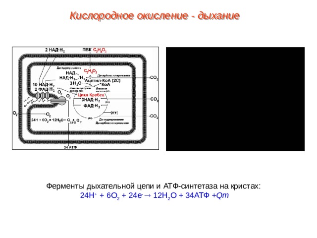 Кислородное окисление - дыхание Ферменты дыхательной цепи и АТФ-синтетаза на кристах:  24Н + + 6О 2 + 24 е -  12Н 2 О + 34АТФ + Qт 