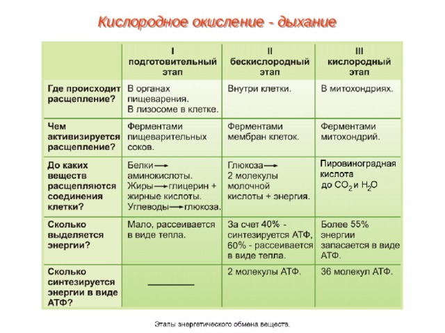 Кислородное окисление - дыхание 