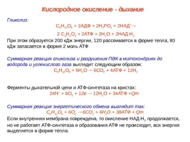 Кислородное окисление - дыхание Гликолиз : С 6 Н 12 О 6 + 2АДФ + 2Н 3 РО 4 + 2НАД +  2 С 3 Н 4 О 3 + 2АТФ + 2Н 2 О + 2НАД·Н 2 При этом образуется 200 кДж энергии, 120 рассеивается в форме тепла, 80 кДж запасается в форме 2 моль АТФ Суммарная реакция гликолиза и разрушения ПВК в митохондриях до водорода и углекислого газа выглядит следующим образом: С 6 Н 12 О 6 + 6Н 2 О  6СО 2 + 4АТФ + 12Н 2 Ферменты дыхательной цепи и АТФ-синтетаза на кристах:  24Н + + 6О 2 + 12е -  12Н 2 О + 34АТФ + Qт Суммарная реакция энергетического обмена выглядит так: С 6 Н 12 О 6 + 6О 2   6СО 2 + 6Н 2 О + 38АТФ + Qт Если внутренняя мембрана повреждена, то окисление НАД·Н 2 продолжается, но не работает АТФ-синтетаза и образования АТФ не происходит, вся энергия выделяется в форме тепла.  