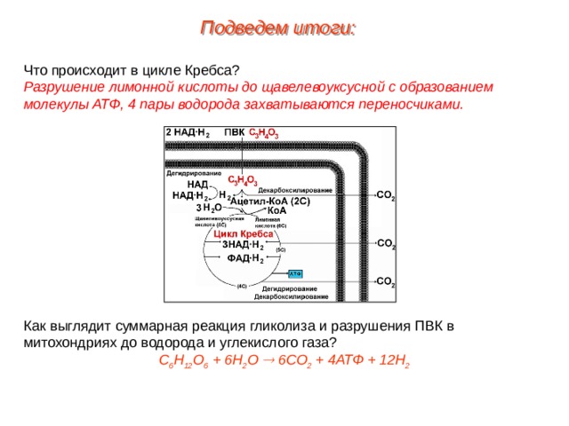 Подведем итоги: Что происходит в цикле Кребса? Разрушение лимонной кислоты до щавелевоуксусной с образованием молекулы АТФ, 4 пары водорода захватываются переносчиками. Как выглядит суммарная реакция гликолиза и разрушения ПВК в митохондриях до водорода и углекислого газа? С 6 Н 12 О 6 + 6Н 2 О  6СО 2 + 4АТФ + 12Н 2  